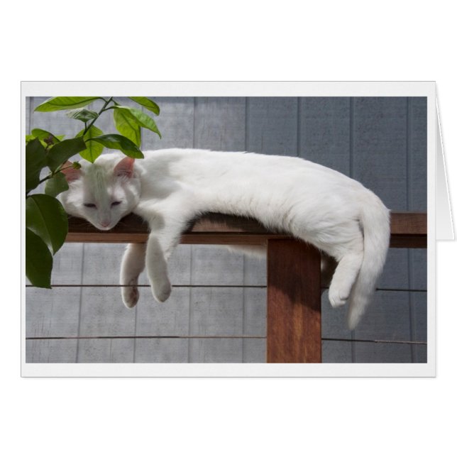 Comic Kitten, lege kaartserie (Voorkant Horizontaal)