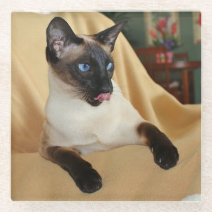 Comical Seal Point Siamese Cat Licking it's Nose Glazen Onderzetter