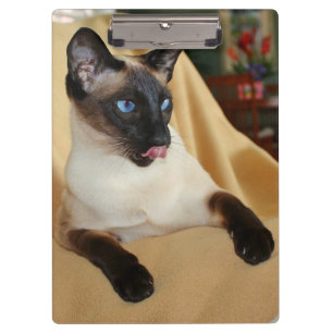Comical Seal Point Siamese Cat Licking it's Nose Klembord