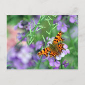 Comma Butterfly Briefkaart (Voorkant)