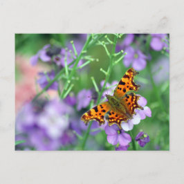 Comma Butterfly Briefkaart