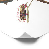 Comma Butterfly, Caterstyle & Chrysalis  Poster (Hoek)