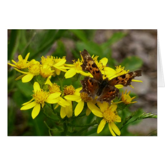 Comma Butterfly in Glacier National Park (Voorkant Horizontaal)