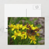 Comma Butterfly in Glacier National Park Briefkaart (Voorkant / Achterkant)