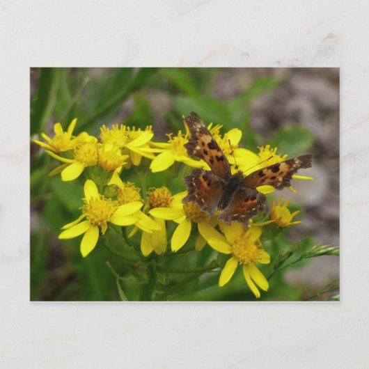 Comma Butterfly in Glacier National Park Briefkaart (Voorkant)