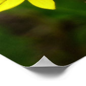 Comma Butterfly in Glacier National Park Poster (Hoek)