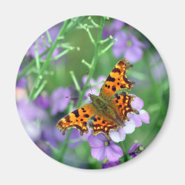 Comma Butterfly Magneet