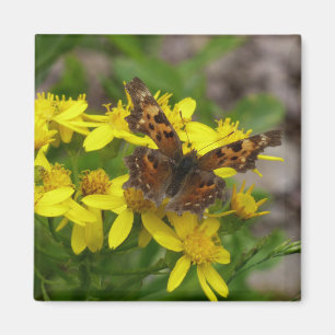 Comma vlinder in Glacier National Park Magneet