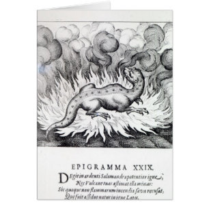 Comme vies de salamandre en feu