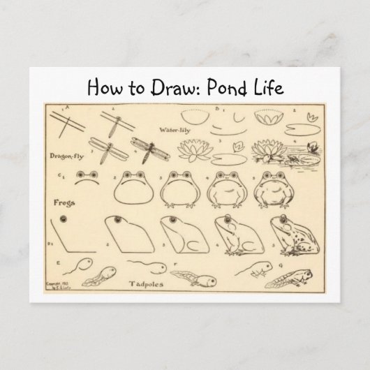 Comment dessiner des grenouilles Carte postale Vin (Devant)