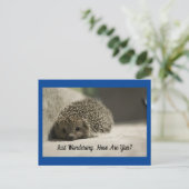 Comment Es-Tu La Carte Postale Hedgehog (Debout devant)