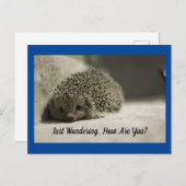 Comment Es-Tu La Carte Postale Hedgehog (Devant / Derrière)