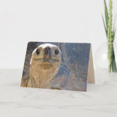 Comment Est-Ce Que Oui ? Carte de voeux Tortoise (Devant)