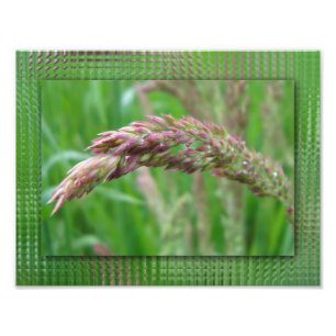 Comment l'herbe grandit Impression photo