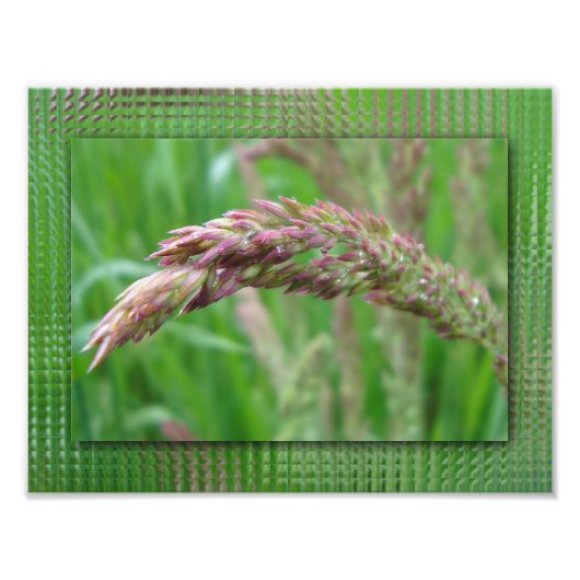 Comment l'herbe grandit Impression photo (Devant)