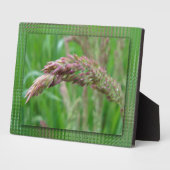 Comment l'herbe pousse la plaque photo (Côté)