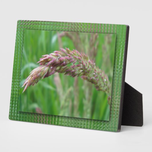 Comment l'herbe pousse la plaque photo (Côté)