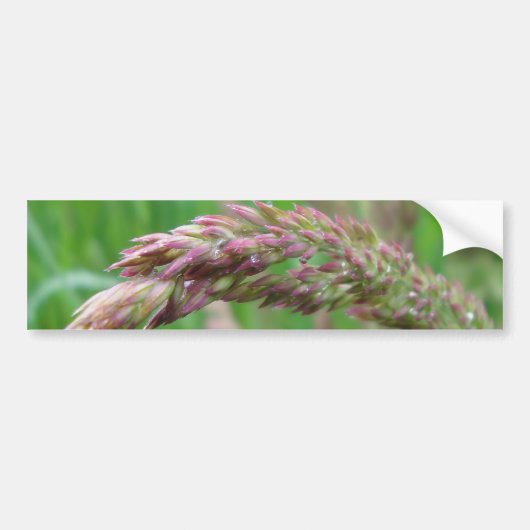 Comment l'herbe pousse Sticker pare-chocs (Devant)