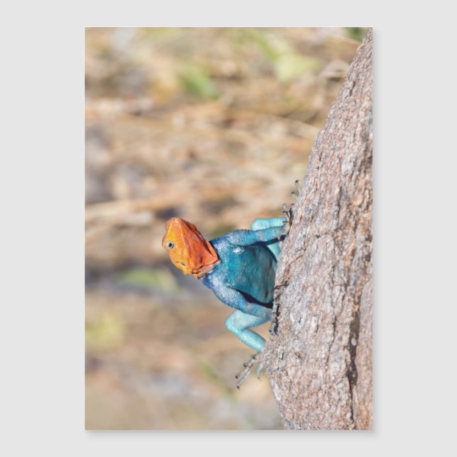 Common Agama (Voorkant)