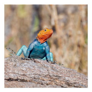 Common Agama Perfect Poster