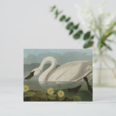 Common American Swan - Audubon's vogels van Amerik Briefkaart (Staand voorkant)