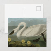 Common American Swan - Audubon's vogels van Amerik Briefkaart (Voorkant / Achterkant)