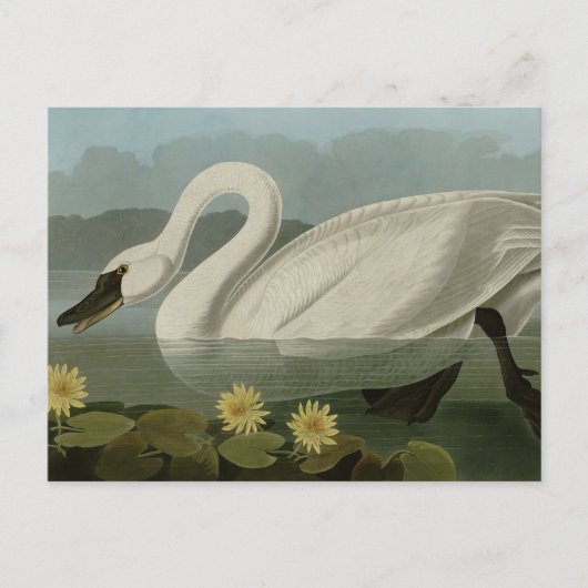 Common American Swan - Audubon's vogels van Amerik Briefkaart (Voorkant)