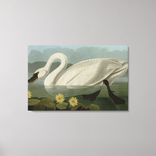 Common American Swan - Audubon's vogels van Amerik Canvas Afdruk