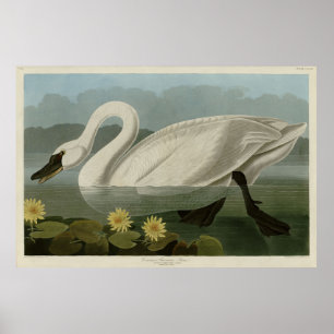 Common American Swan - Audubon's vogels van Amerik Poster