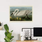 Common American Swan Poster (Thuiskantoor)