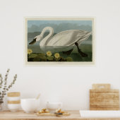Common American Swan Poster (Keuken)