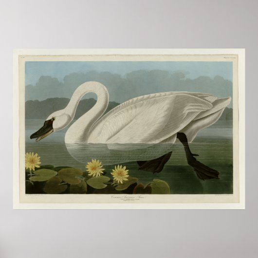 Common American Swan Poster (Voorkant)