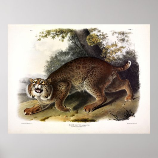 Common American Wild Cat (Bobcat) Audubon Poster (Voorkant)