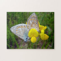 Common Blue Butterflies Foto Puzzle met Gift Box