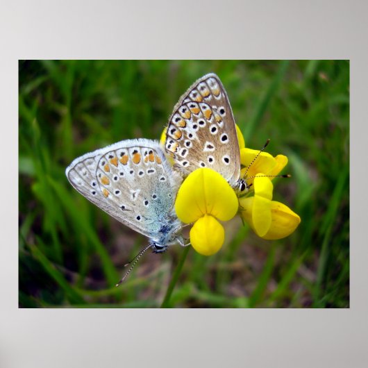Common Blue Butterflies Poster (Voorkant)