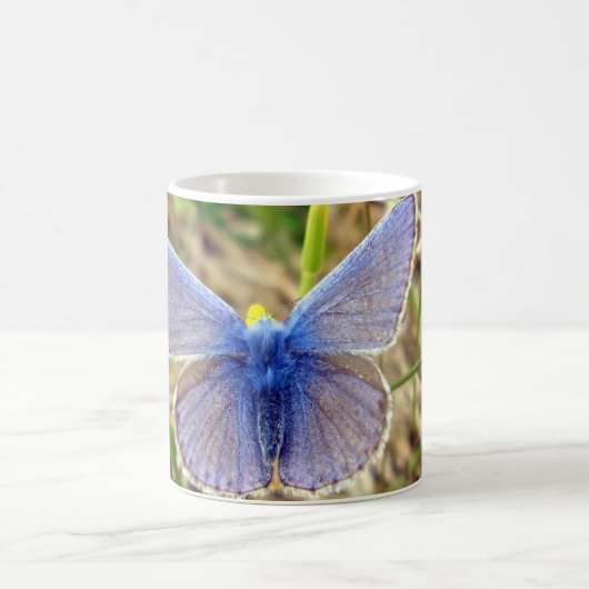 Common Blue Butterfly Mok (Center)