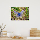 Common Blue Butterfly Poster (Keuken)