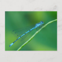 Common Blue Damselfly Briefkaart