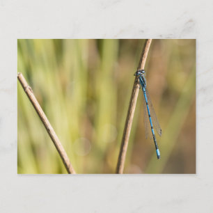 Common Blue Damselfly Briefkaart