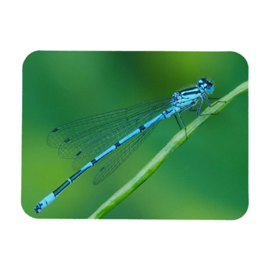 Common Blue Damselfly Magnet Magneet (Horizontaal)