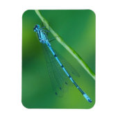 Common Blue Damselfly Magnet Magneet (Verticaal)