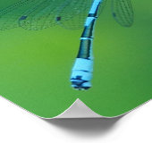 Common Blue Damselfly Poster (Hoek)