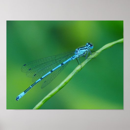 Common Blue Damselfly Poster (Voorkant)
