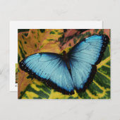 Common Blue Morpho Butterfly Briefkaart (Voorkant / Achterkant)