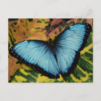 Common Blue Morpho Butterfly Briefkaart