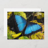 Common Blue Morpho Butterfly Briefkaart (Voorkant / Achterkant)