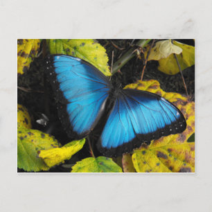 Common Blue Morpho Butterfly Briefkaart