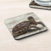 Common box schildpad bier onderzetter (Linkerzijde)