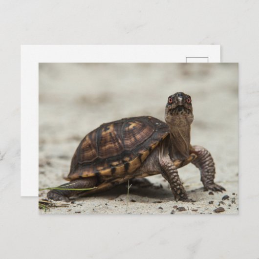 Common box schildpad briefkaart (Voorkant / Achterkant)