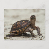 Common box schildpad briefkaart (Voorkant)